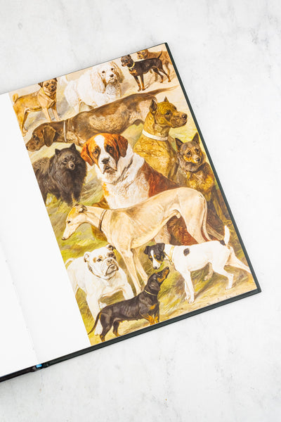 Art Dog Book