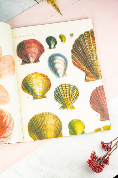 John Derian Wrapping Paper & Gift Tags Book