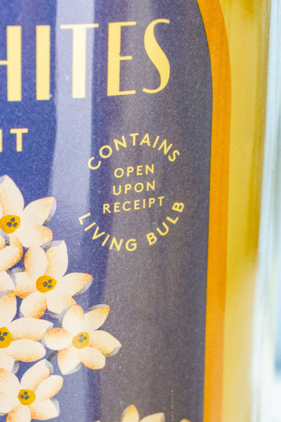 Paperwhites Winter Bulb Kit