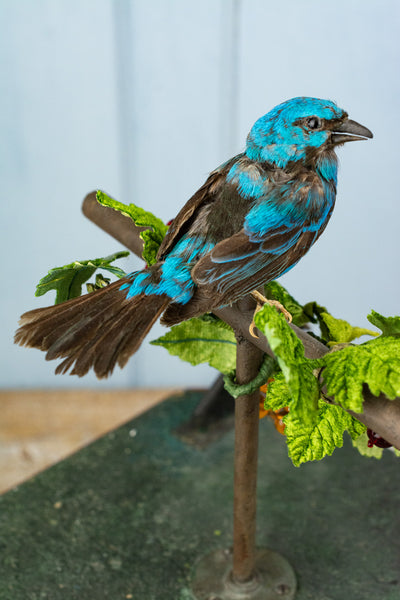 Antique French Singing Bird Automaton