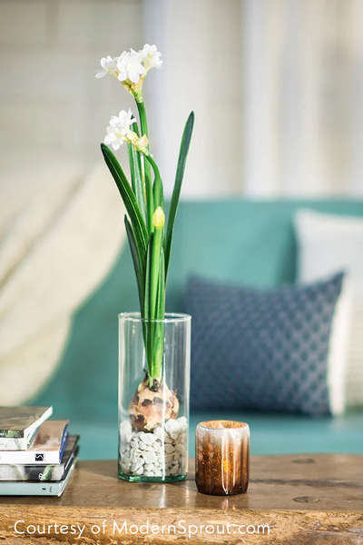 Paperwhites Winter Bulb Kit