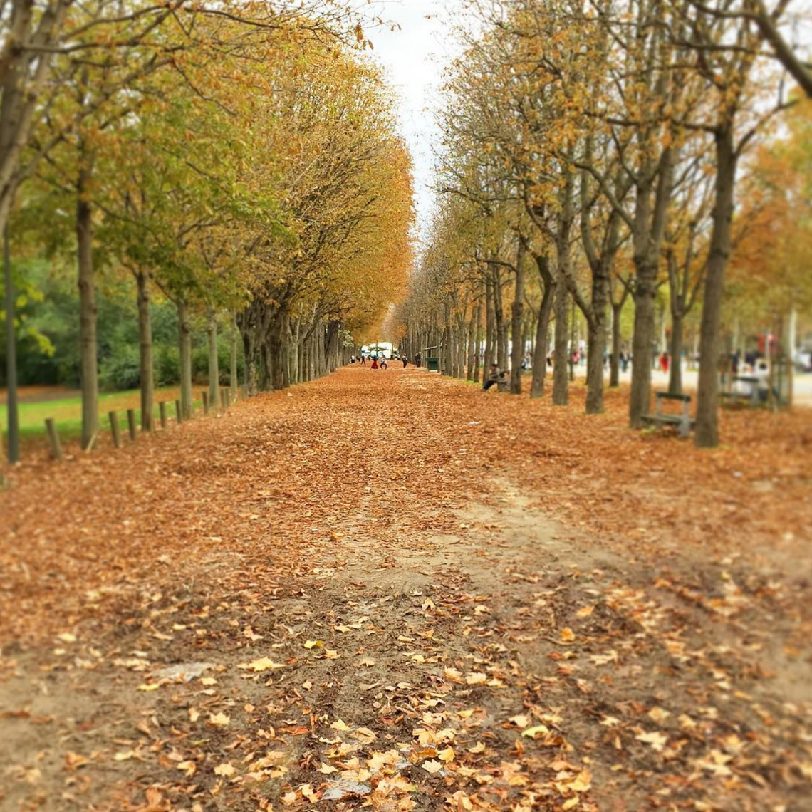 Fall Friday Feels from Paris.🍂💛