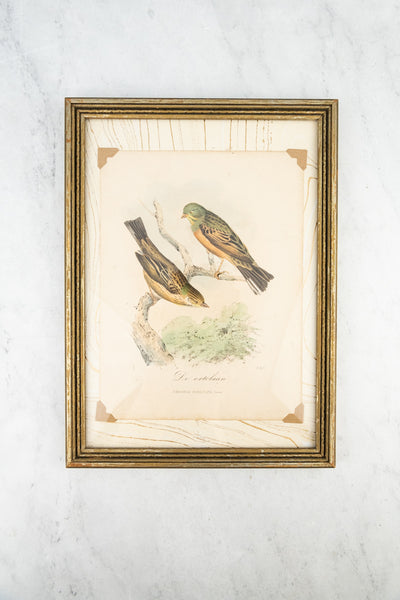 Antique European Bird Framed Handtinted Lithiograph