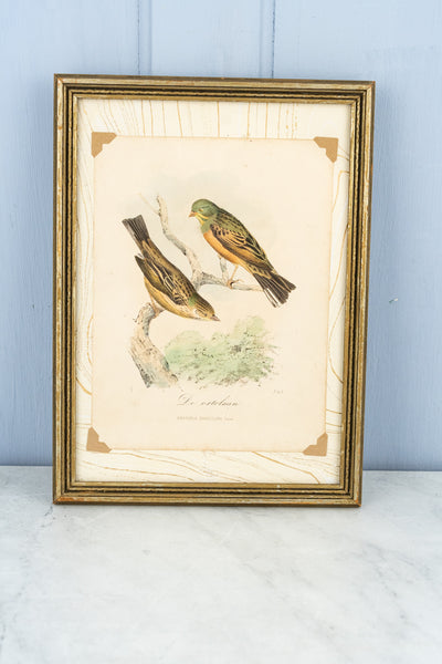 Antique European Bird Framed Handtinted Lithiograph