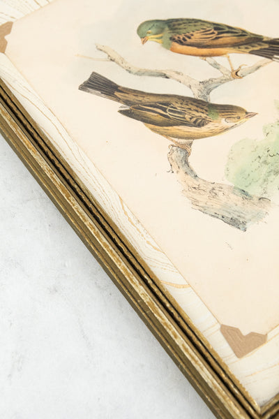 Antique European Bird Framed Handtinted Lithiograph