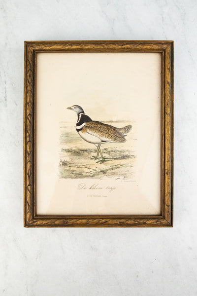 Antique European Bird Framed Handtinted Lithiograph