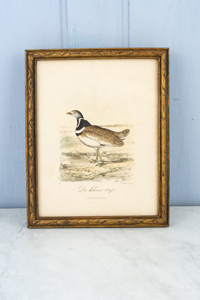 Antique European Bird Framed Handtinted Lithiograph