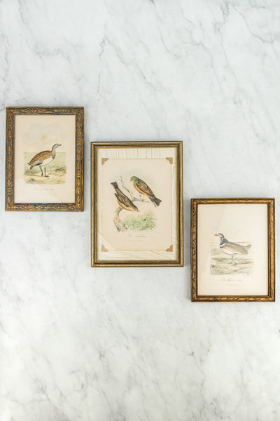 Antique European Bird Framed Handtinted Lithiograph