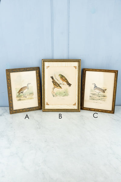 Antique European Bird Framed Handtinted Lithiograph