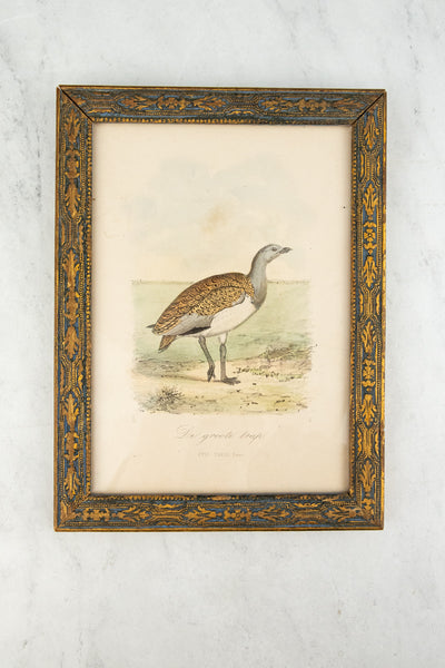 Antique European Bird Framed Handtinted Lithiograph