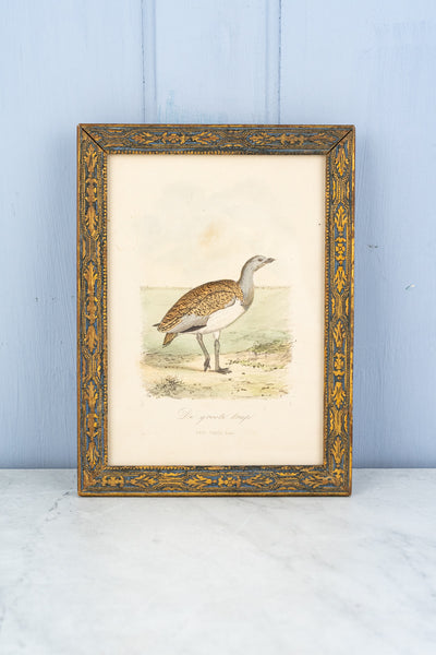 Antique European Bird Framed Handtinted Lithiograph