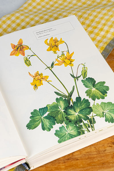 Biblioflora: A Celebration of Floral Beauty in Botanical Art Book